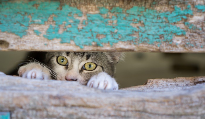 隙間からのぞく猫