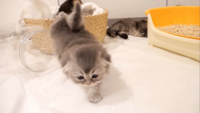 ベッドから脱出する子猫