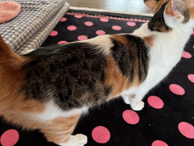 ミクちゃんの背中