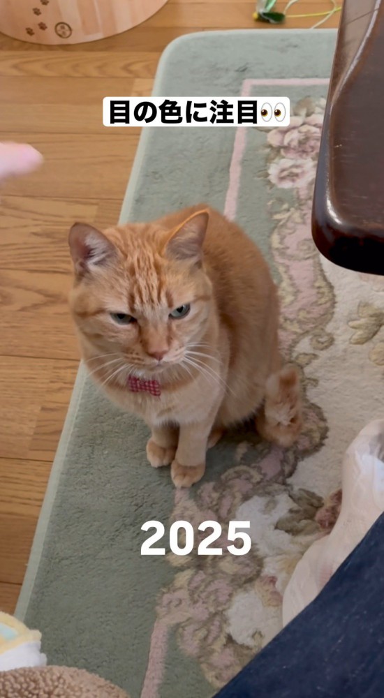 絨毯の上に乗る茶トラ猫