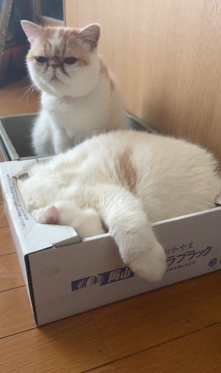 箱に入る2匹の猫