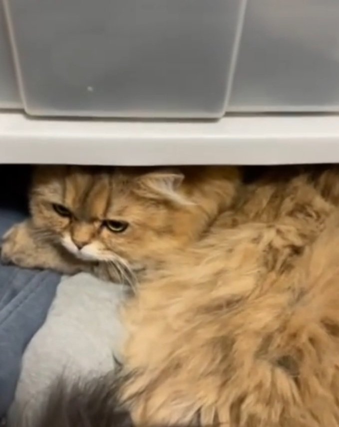 くつろぐ猫