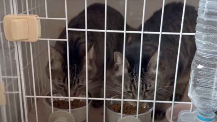 ごはんを食べる2匹の猫