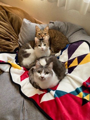 3匹の猫