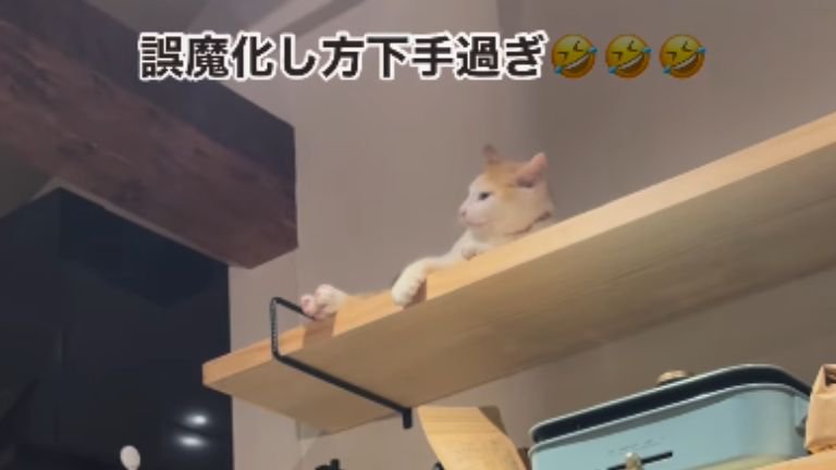 棚の上でくつろいでいる子猫