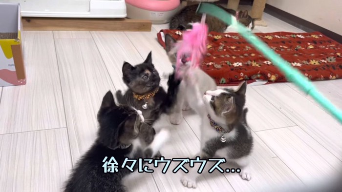 猫じゃらしで遊ぶ子猫