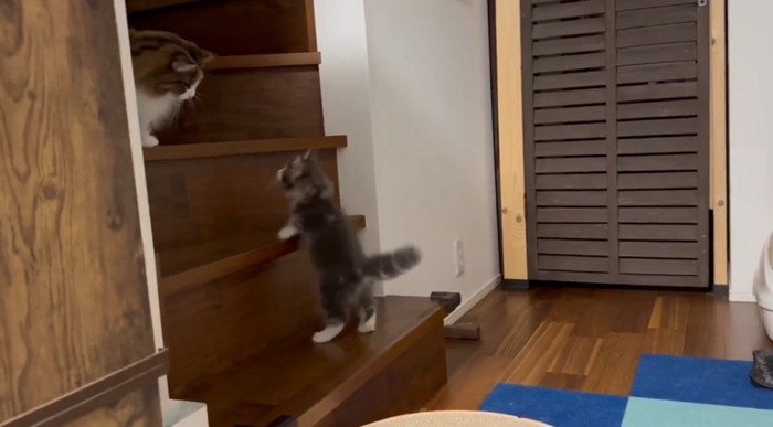 2段目に手をかける子猫