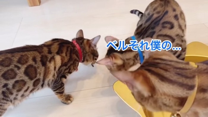 拾って食べる猫と見ている猫