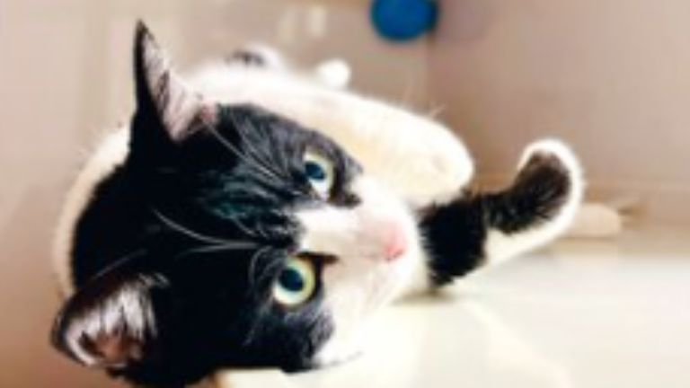 室内にいる猫