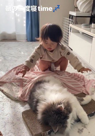 横たわる猫とブランケットを直そうとする子ども