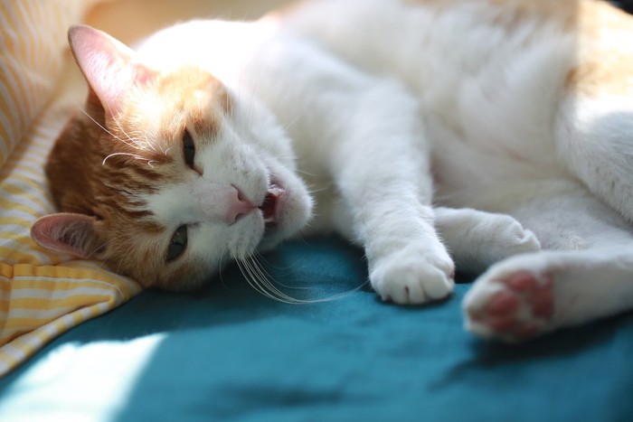 具合悪そうな猫