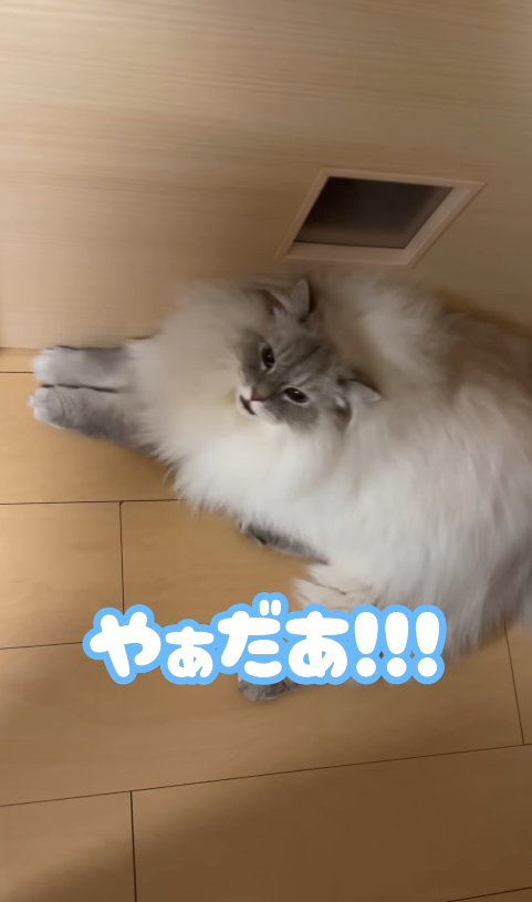 ドアの前で伏せをしている猫「やぁだあ！！！」