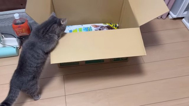 猫砂をのぞき込むアクアちゃん