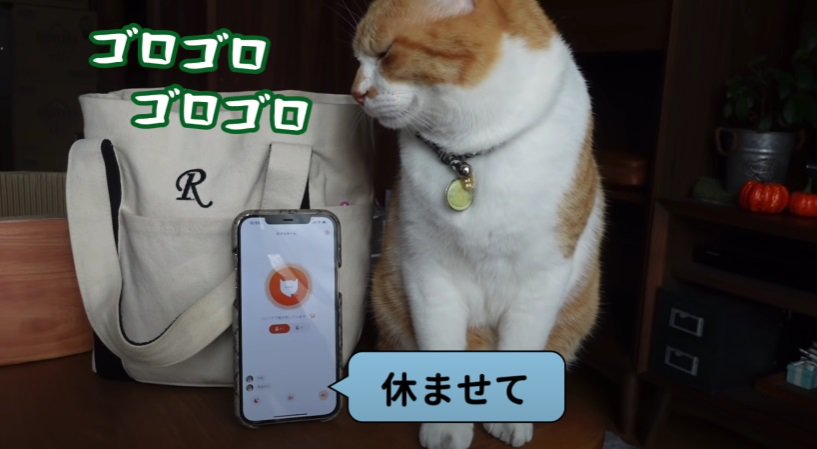 ゴロゴロしながら横を向く猫