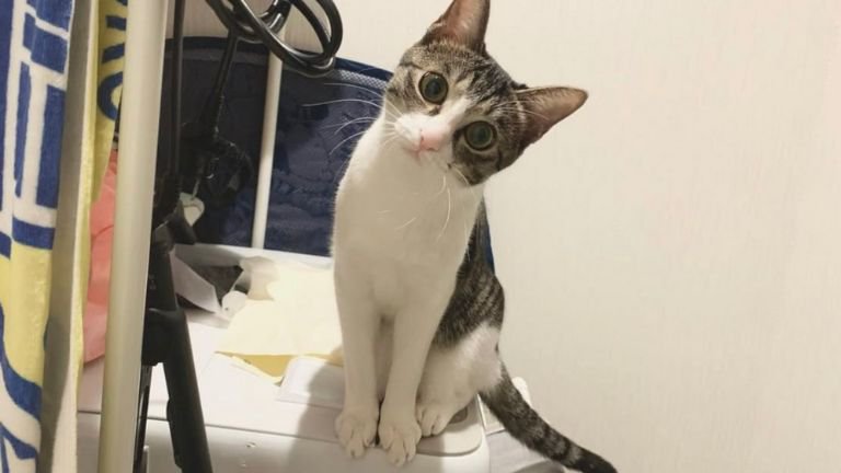 室内にいる猫