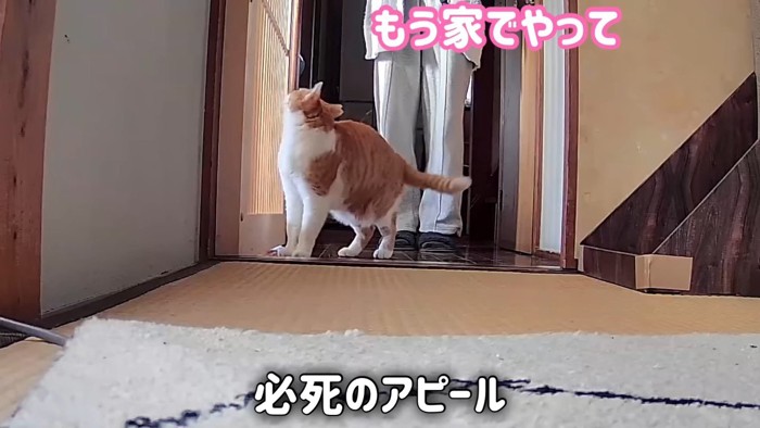 必死のアピール