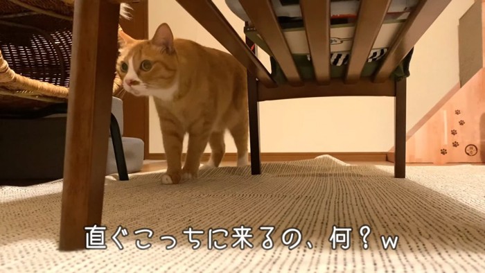 立っている猫