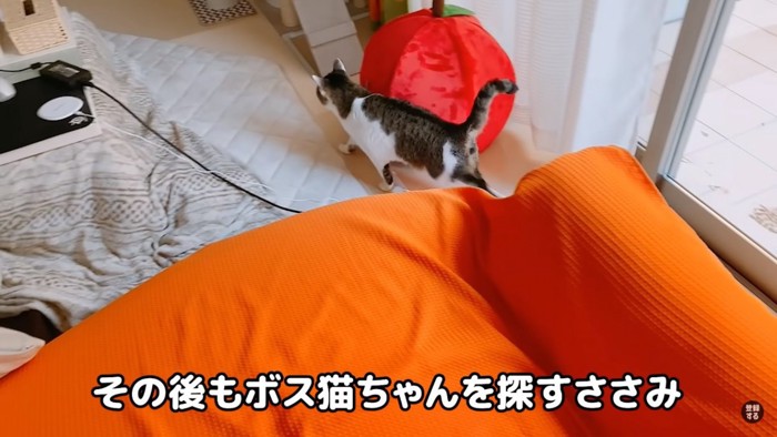 猫を探す猫