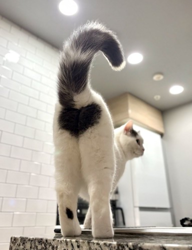 猫の後ろ姿