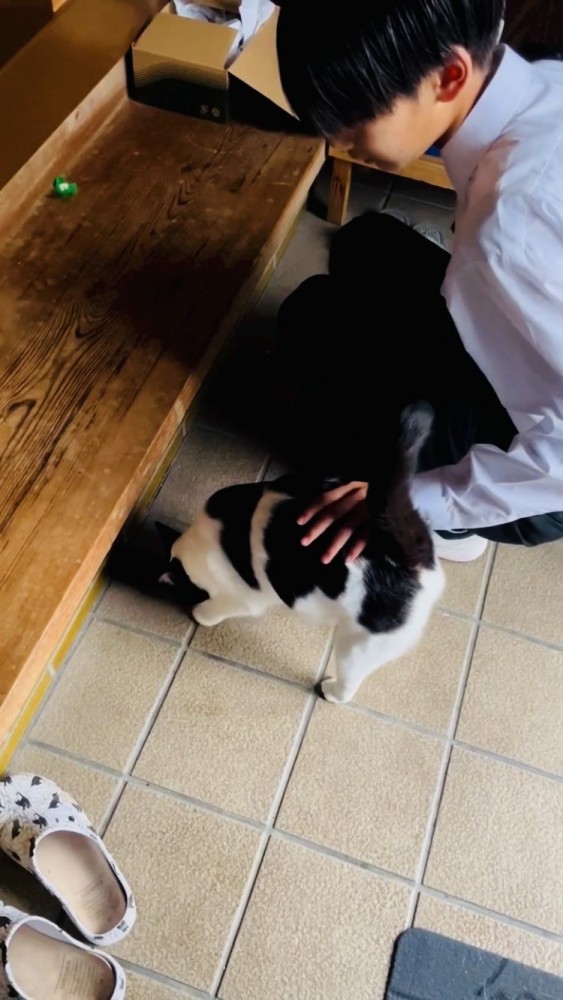 玄関で登校前のお兄ちゃんに撫でられるハチワレ猫