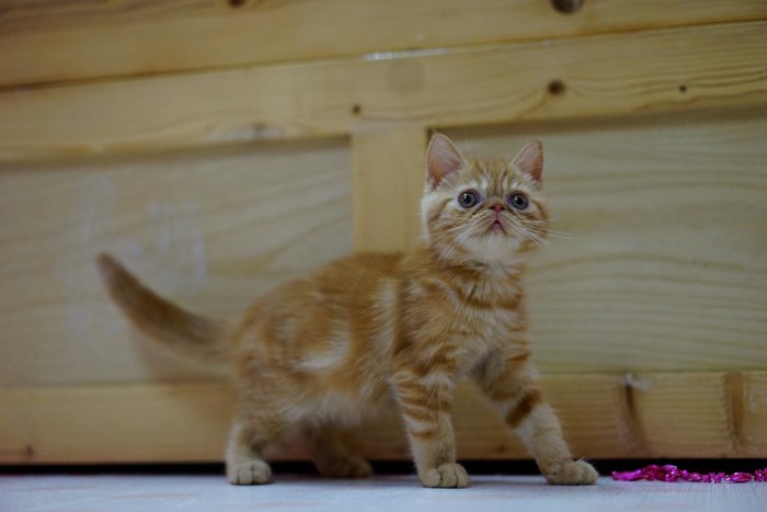 エキゾチックショートヘアの子猫