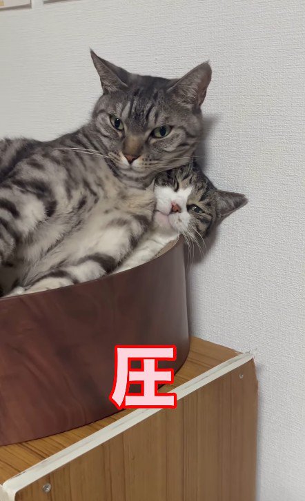 猫用ベッドの中の2匹の猫