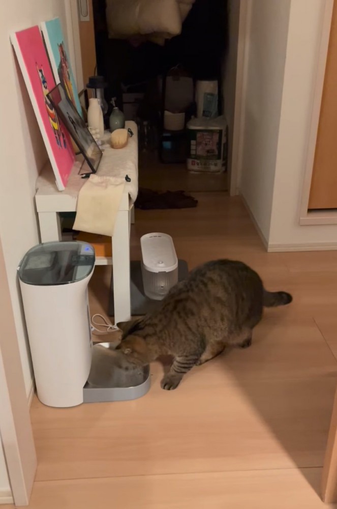 自動給餌器に到着