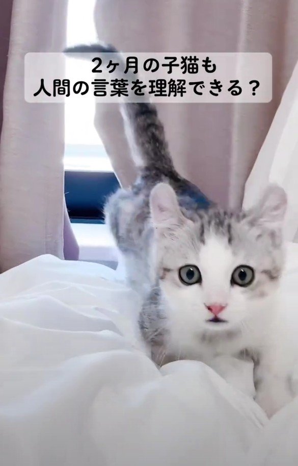 こちらへ向かってくるレビンちゃん%来た来た