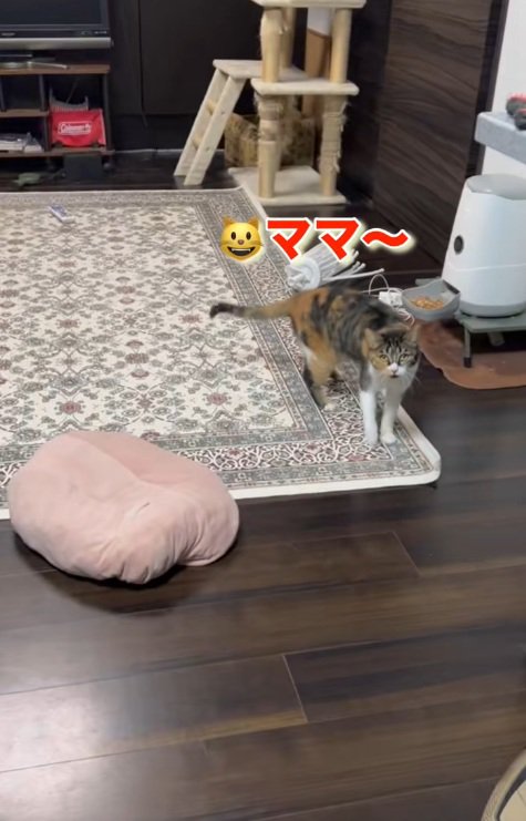 飼い主に呼びかける三毛猫
