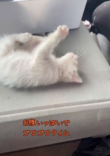 ゴロゴロする子猫