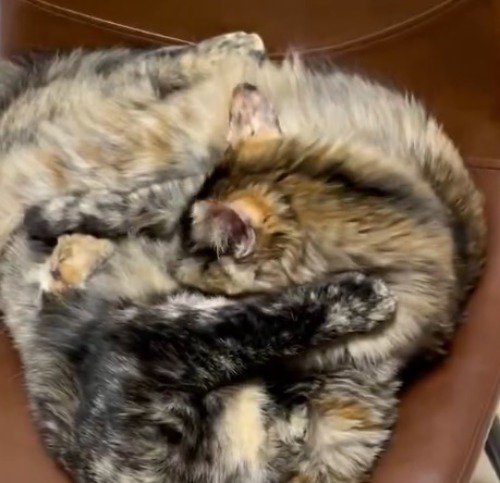 下にいる長毛のサビ猫を毛繕いするサビ猫