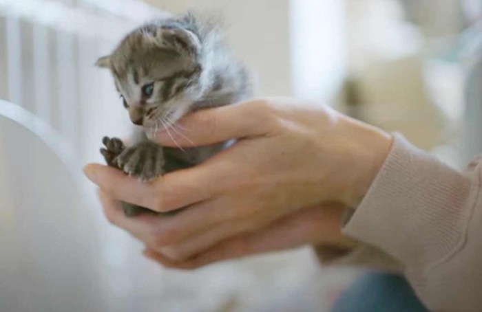 子猫の状態を確認