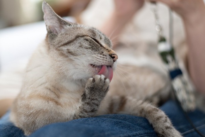 ヒザの上でリラックスする猫
