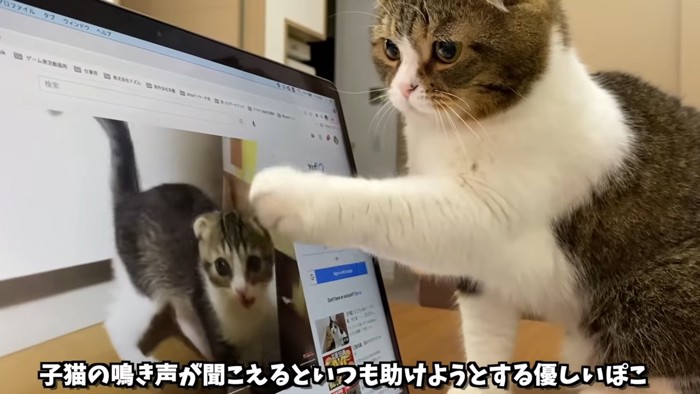 パソコン画面を触る猫