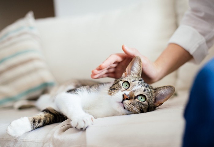 ソファの上の猫を撫でる女性の手