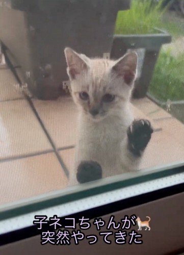 困り顔の子猫