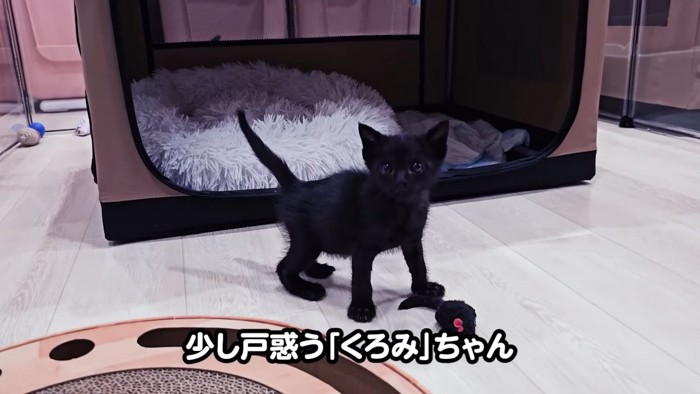 立っている子猫