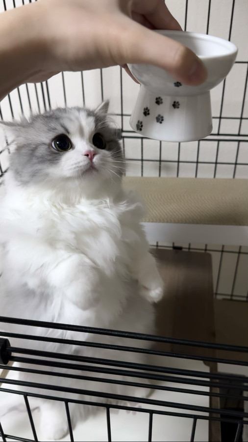 飼い主を見て鳴き声をあげる猫