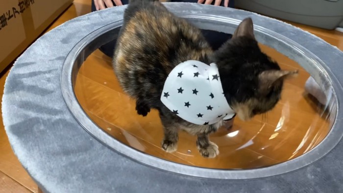 ボウルに入った子猫