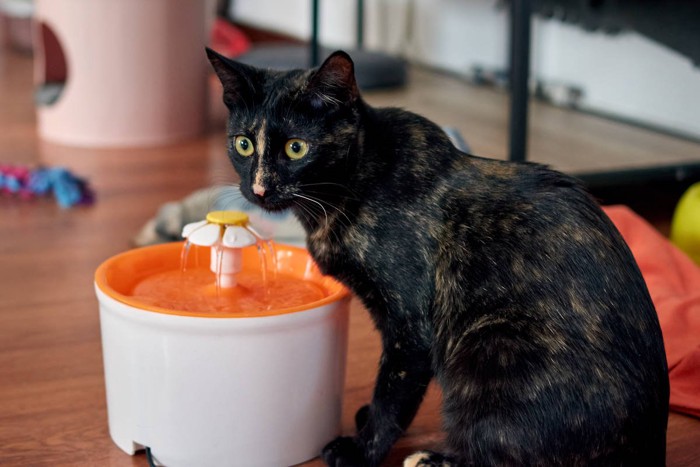 水を飲む猫
