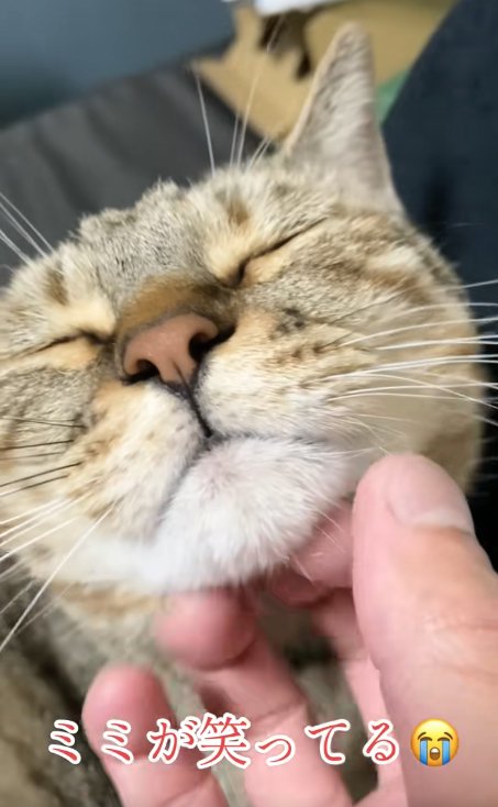 アゴを撫でられて目をつむっている猫