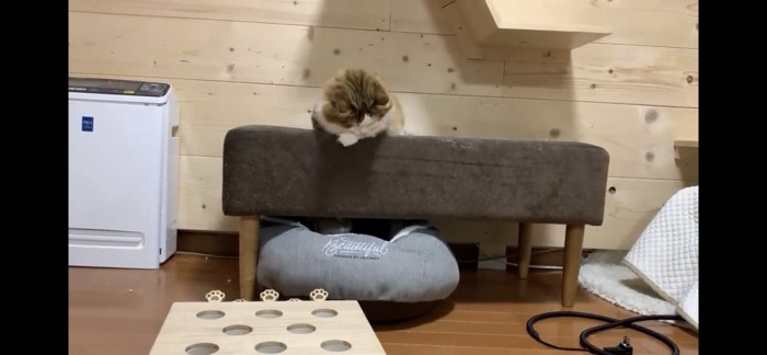 ソファの下を気にする猫