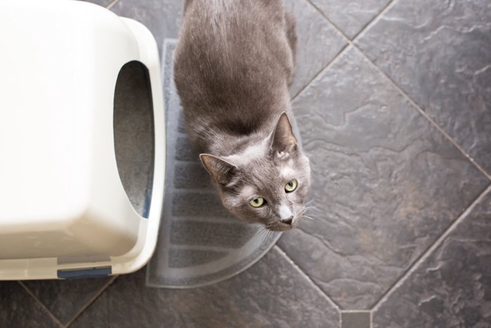 トイレに不満顔の猫