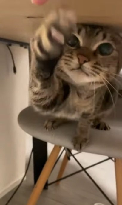 机の下で椅子に座って猫パンチしている猫