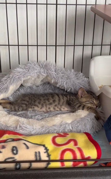 ペットベッドで眠るキジトラ子猫