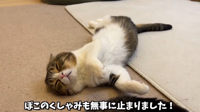 仰向けで寝る猫