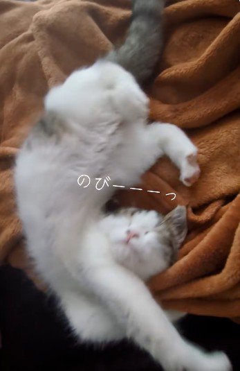 伸びをしている子猫