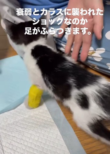 歩く子猫の背中