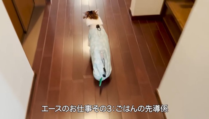 廊下を走る猫の後ろ姿