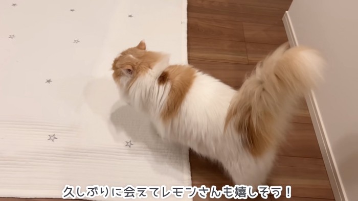 歩いている猫